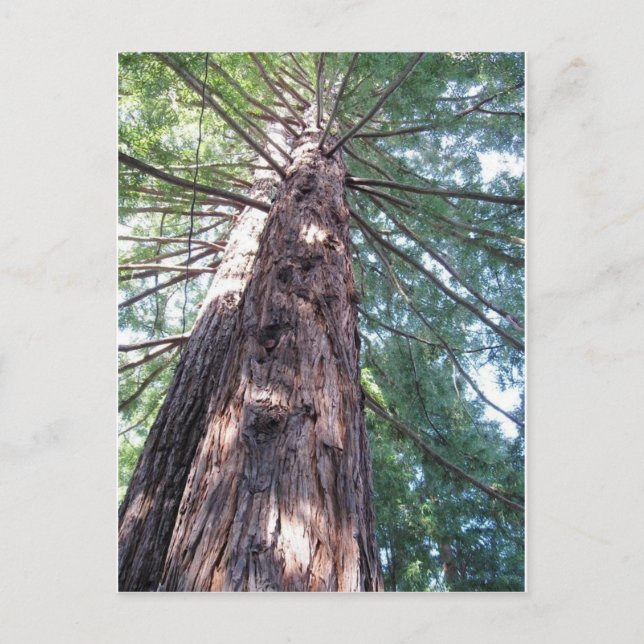 California Redwood Upshot Postcard (Front)