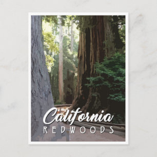 California Redwoods Post Card