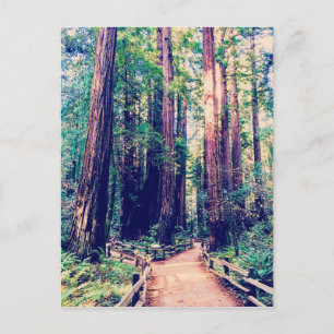 California Redwoods Postcard