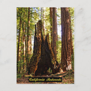 California Redwoods Postcard