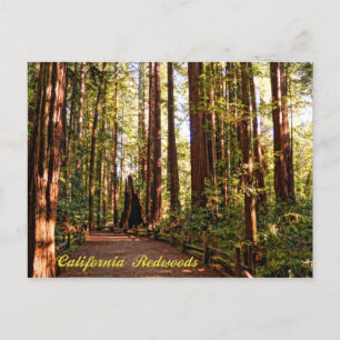 California Redwoods Postcard