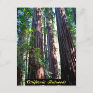 California Redwoods Postcard