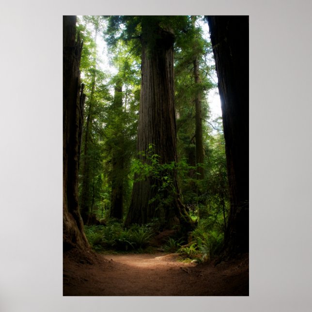 California Redwoods Poster (Front)
