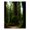 California Redwoods