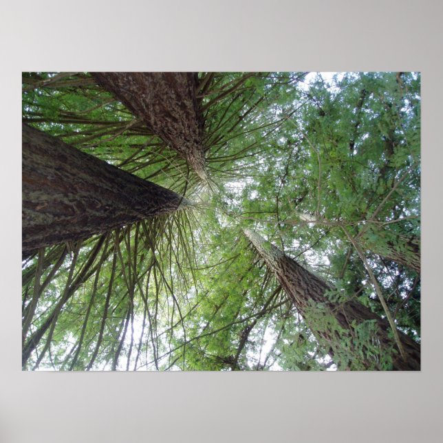California Redwoods Print (Front)