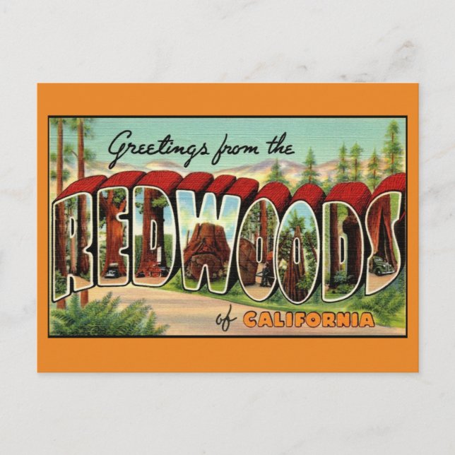  California Redwoods Vintage Greeting Postcard (Front)