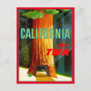 California Redwoods  vintage travel Postcard