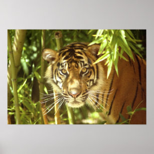 California, San Francisco Zoo, Sumatran Tiger Poster
