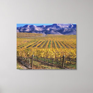 California, San Luis Obispo County, Edna Valley Canvas Print