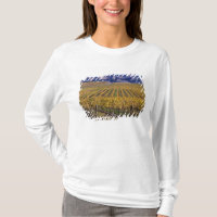 California, San Luis Obispo County, Edna Valley
