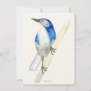 California Scrub Jay