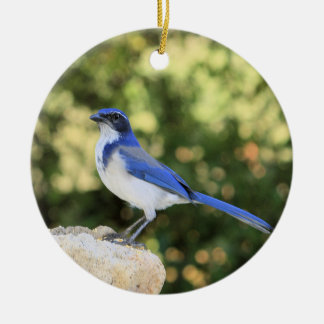 California Scrub Jay Ceramic Tree Decoration