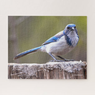 California Scrub Jay Songbird on Treestump Jigsaw Puzzle