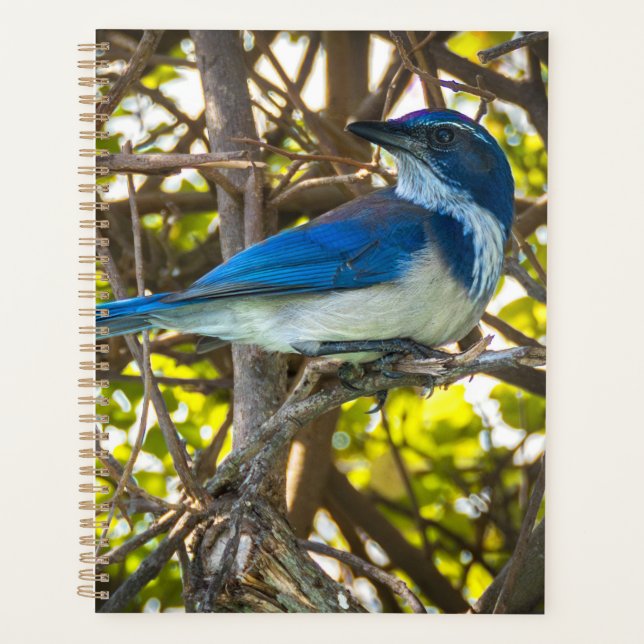California Scrub Jay Wildlife Art Print Notebook Planner (Front)