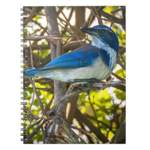 California Scrub Jay Wildlife Nature Photography Notebook