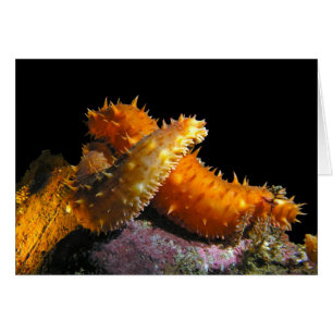 California Sea Cucumber Love - Card