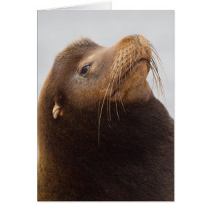 California Sea Lion