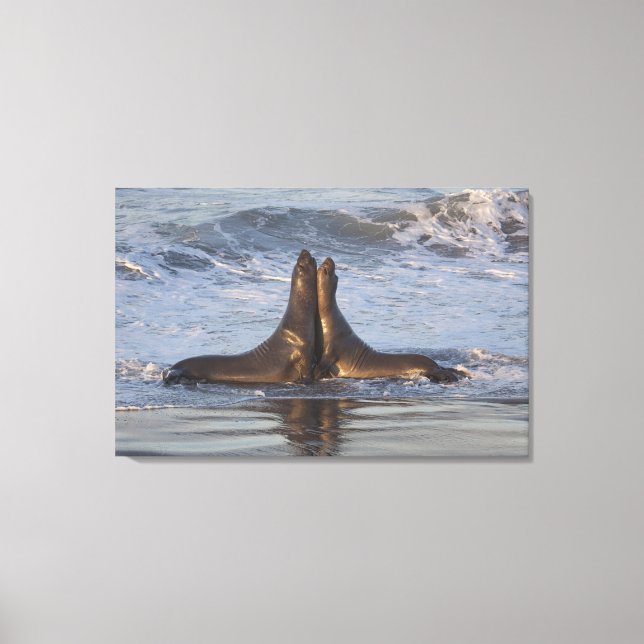 California Sea Lion Canvas Print (Front)