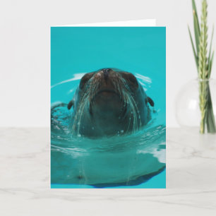 "California Sea Lion" Greeting Card