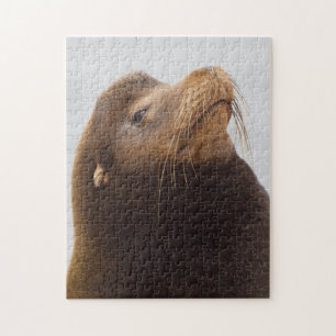 California Sea Lion Jigsaw Puzzle