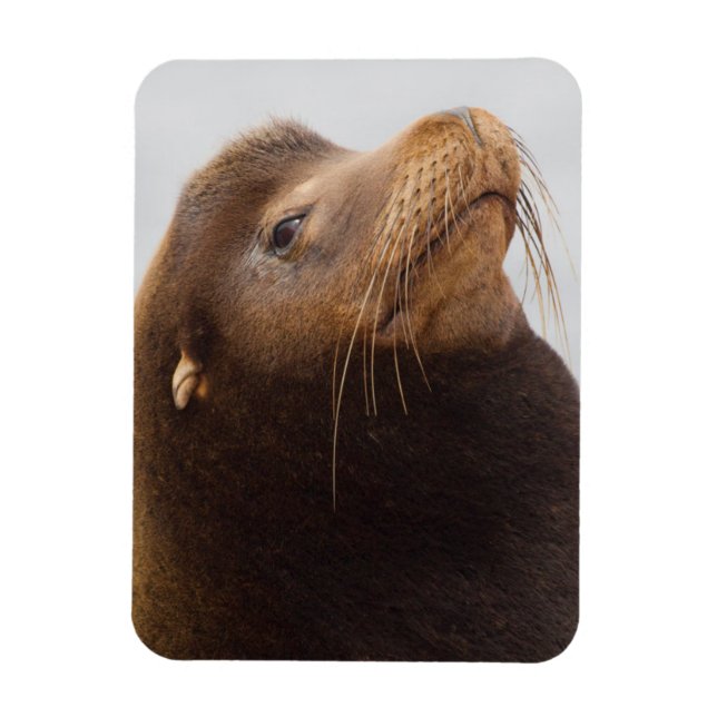 California Sea Lion Magnet (Vertical)