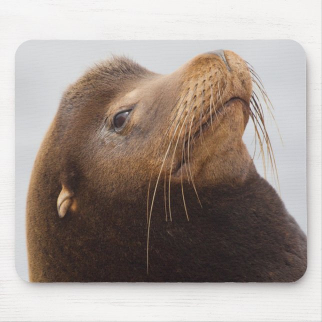 California Sea Lion Mouse Pad (Front)