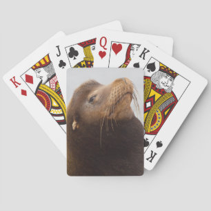 California Sea Lion Playing Cards