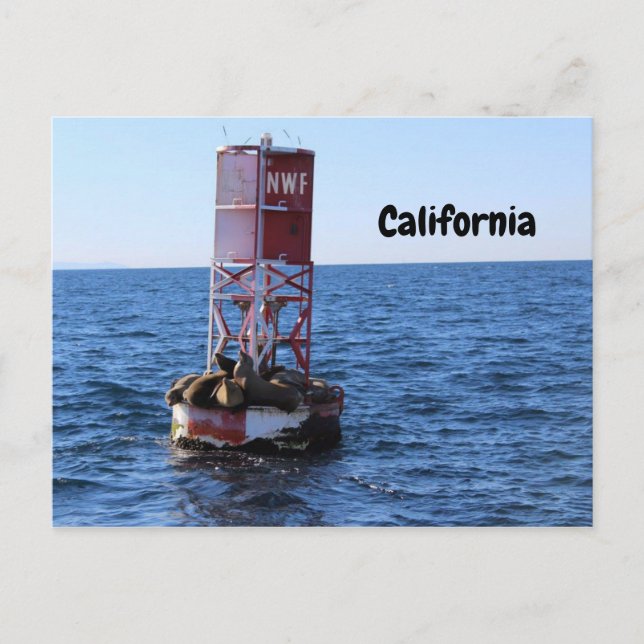 California Sea Lion Postcard (Front)