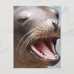 California Sea Lion Postcard