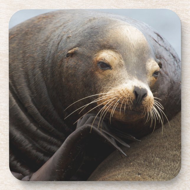 California Sea Lion Resting Coaster (Front)