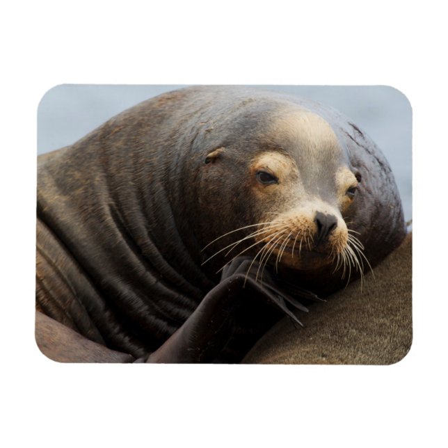 California Sea Lion Resting Magnet (Horizontal)