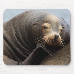 California Sea Lion Resting Mouse Pad