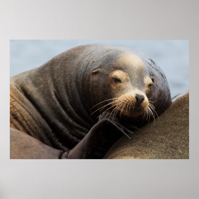 California Sea Lion Resting Poster (Front)