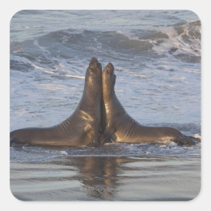 California Sea Lion Square Sticker