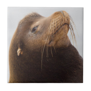 California Sea Lion Tile