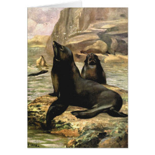 California Sea Lions by CE Swan, Vintage Animals