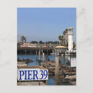 California Sea Lions Postcard