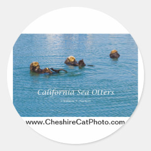 California Sea Otter California Products Classic Round Sticker