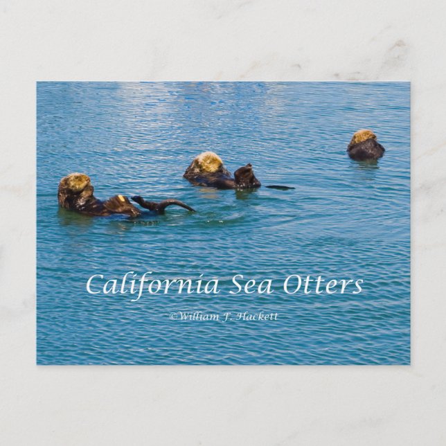 California Sea Otter California Products Postcard (Front)