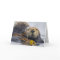 California Sea Otter