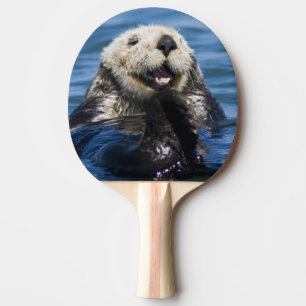 California Sea Otter Enhydra lutris) grooms Ping Pong Paddle