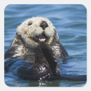California Sea Otter Enhydra lutris) grooms Square Sticker