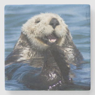 California Sea Otter Enhydra lutris) grooms Stone Coaster