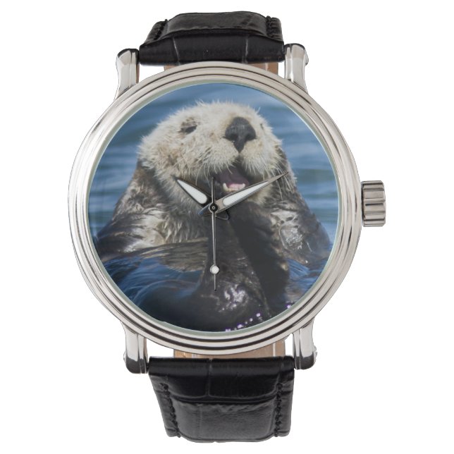 California Sea Otter Enhydra lutris) grooms Watch (Front)