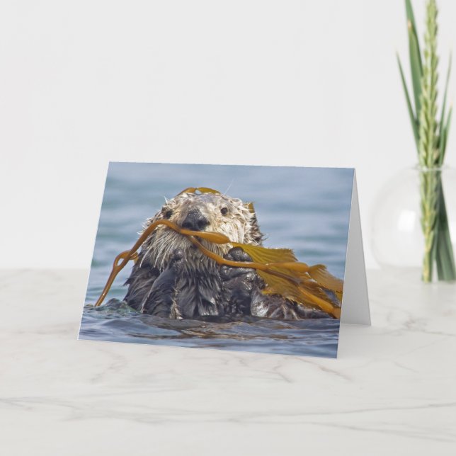 California Sea Otter Wrapped in Bull Kelp. Card (Front)