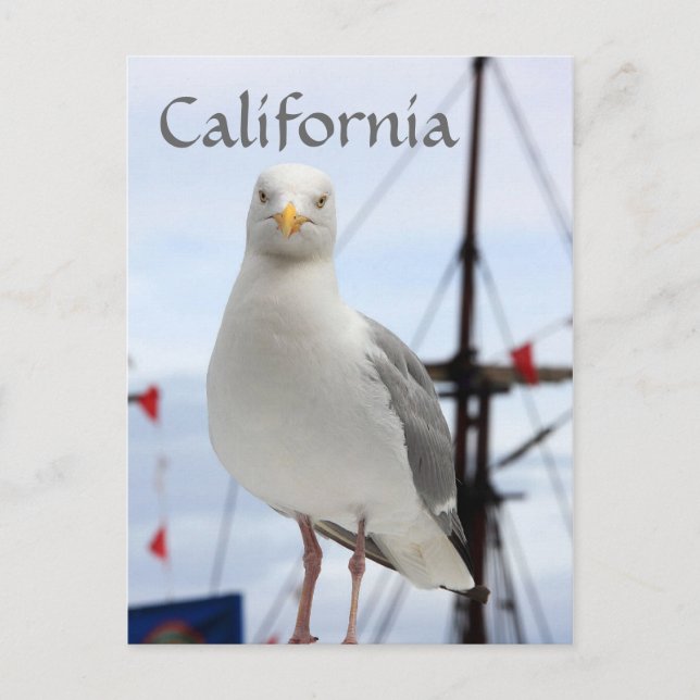 California, Seagull and Boat Postcard (Front)