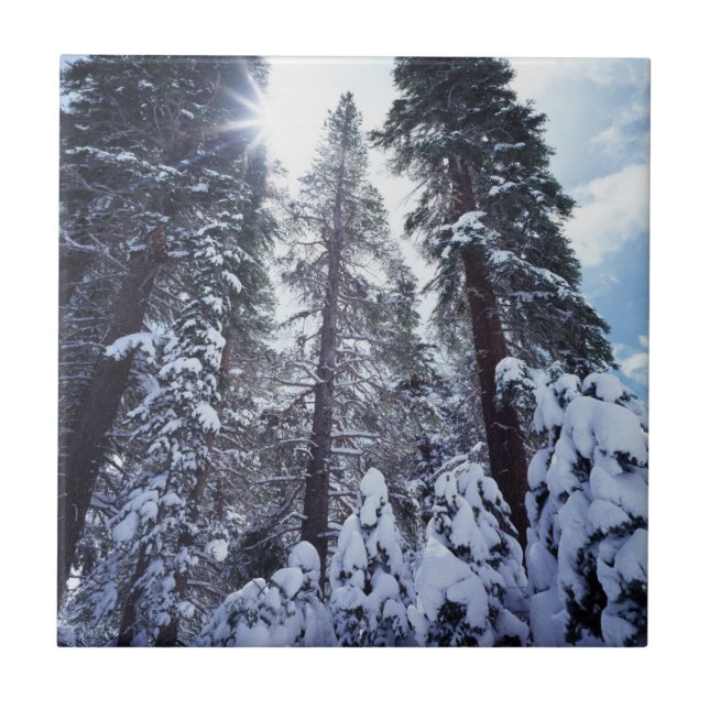 California, Sierra Nevada Mountains 9 Tile (Front)