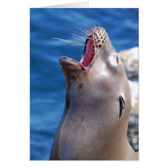 California Singing Seal (Front)