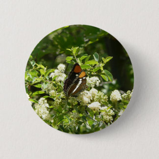 California Sister Butterfly in Yosemite 6 Cm Round Badge