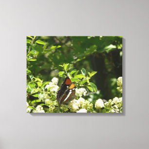 California Sister Butterfly in Yosemite Canvas Print